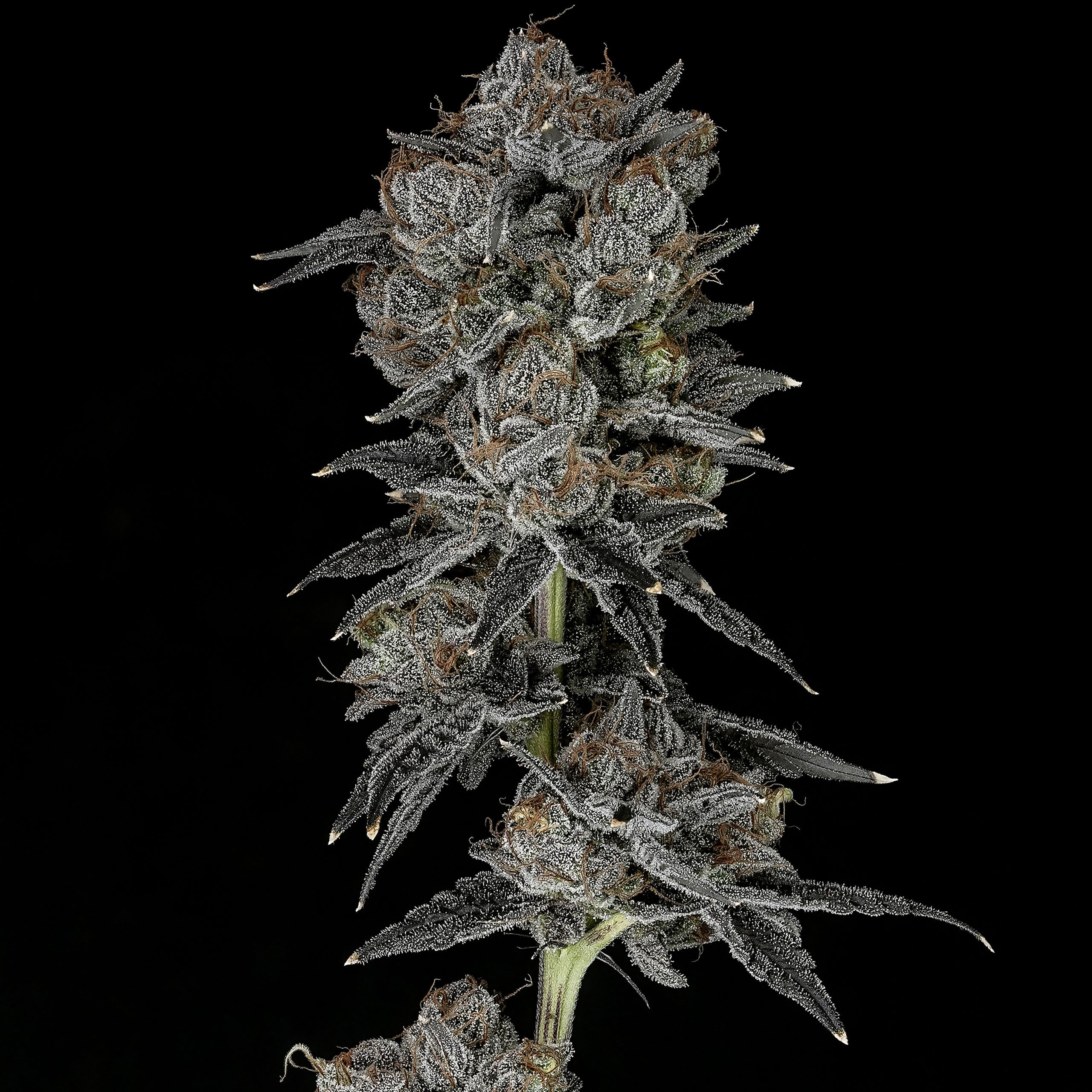 Bukbuk Bobuk flower - Wojoco