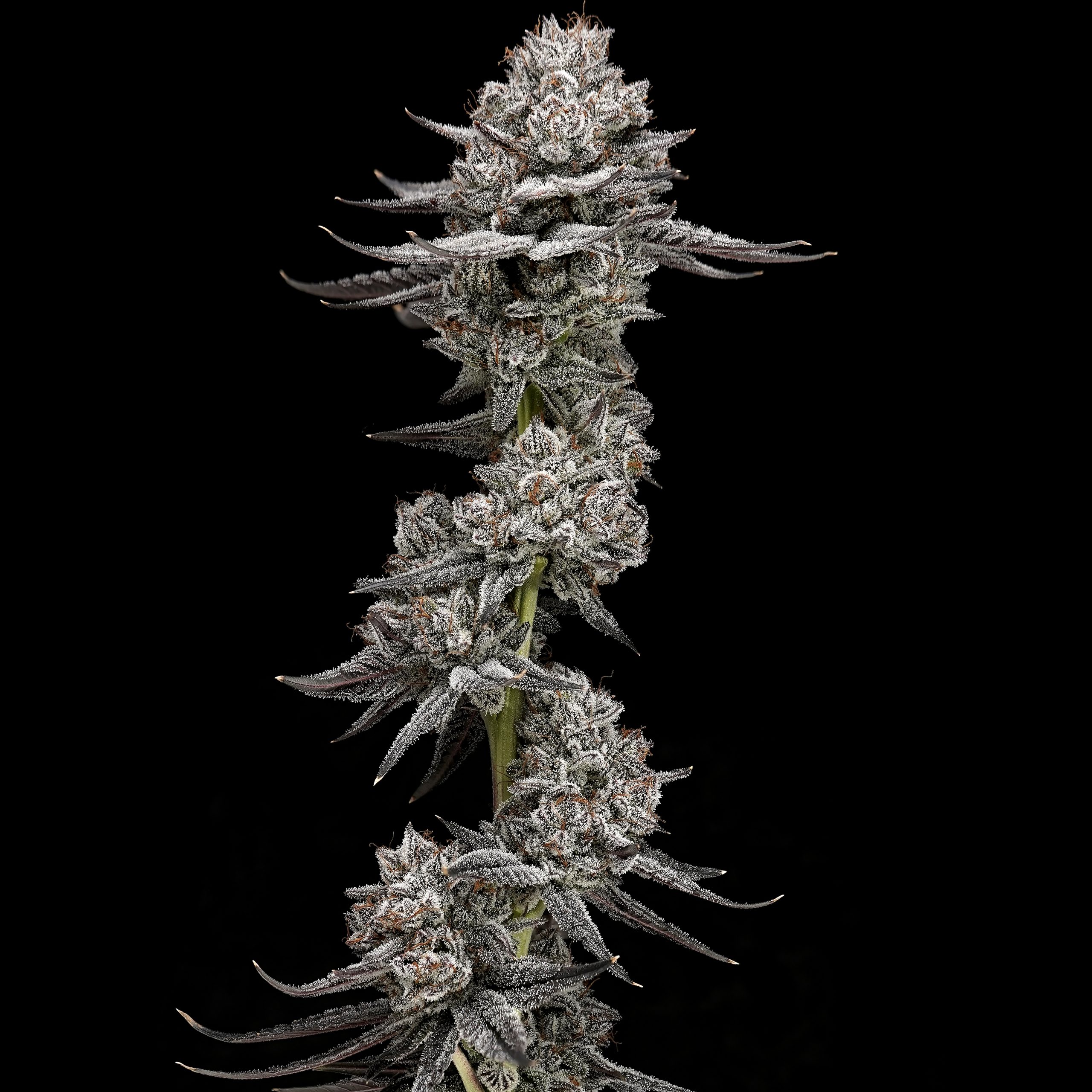 Truffle Icing flower - Wojoco