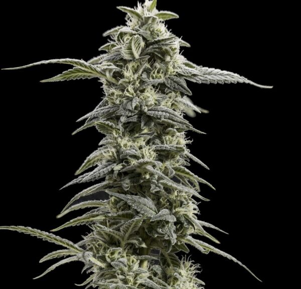 best wholesale cannabis flower michigan