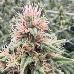 why cannabis strains are pink