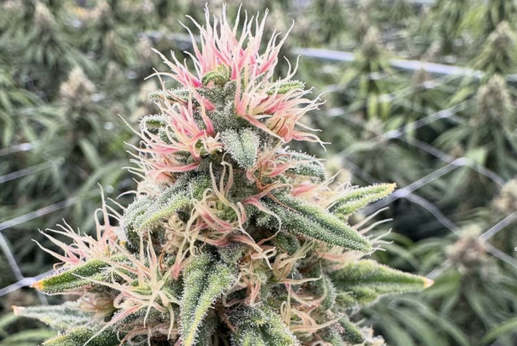 Why Are Some Cannabis Strains Pink?